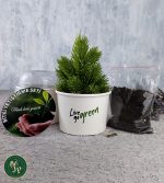 Karton Bitki Yetiştirme Seti Ekonomik