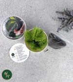 Karton Bitki Yetiştirme Seti Ekonomik - Görsel 3